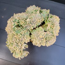 꽃다리 샤올렌시스철화 90 다육식물 다육철화 아이만 배송