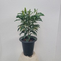 플랜테리어 만냥금 중대품 50-70cm 155