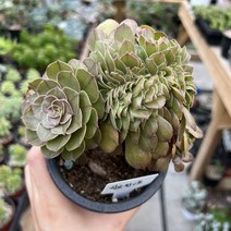 (공주네다육이화원) 할로윈철화 소품 생얼달린 철화, 1개