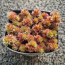 봄의정원 색단초(색단초)