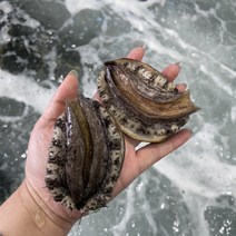 완도에서 자라 영양성분이 풍부한 완도 활 전복 1kg, 1kg 8-9미, 1개