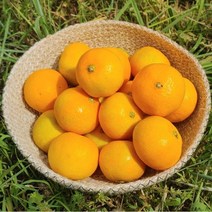 고당도 제주 햇 노지감귤 3kg 6kg(2S/S~M로얄과/L~2L), 제주 감귤 3kg(2S)