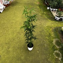 대나무 홍콩야자 90cm, 1개