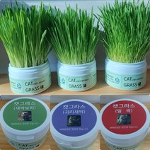 캣그라스 재배세트 고양이간식 고양이풀, 귀리싹캣그라스, 50g