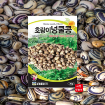호랑이넝쿨콩30g 넝쿨성 콩종자 씨앗 콩재배