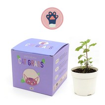팜팜농장 캣그라스 고양이 캣닢 캣글라스, 1세트(캣닢글라스)