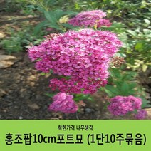 조팝나무 묶음모음, 삼색조팝H0.3~0.4(30~40cm) 10주묶음