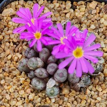 다육식물(미누스쿨럼) 랜덤