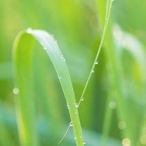 [프랑스와즈] 천연 아로마 에센셜오일 10ml, 시트로넬라 에센셜오일