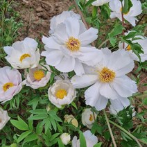 [모든원예조경] 백목단나무 묘목 (3-4지) 개화주 목단묘목