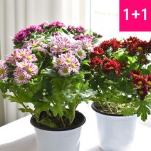 [1+1]국화(중) 화분 소국 다년초 야생화 가을꽃 가을국화 모종, 국화(중/1+1/색상랜덤)