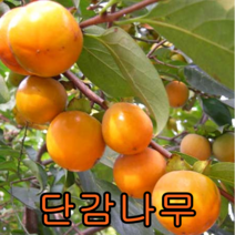 감나무(단감) 접1년특 2그루 유실수 나무 묘목 판매 과일나무, 1세트