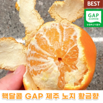 핵 달콤 GAP 제주 제주도 노지 황금향 3kg 5kg 감귤 과일박스 대과 로켓프레시황금향 계절과일 밀감 제주황금향 선물용 추석 설날