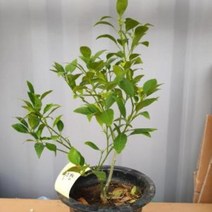 레드향 화분7치 결실주 키움원예조경 과수 귤, 벤타샵상품선택
