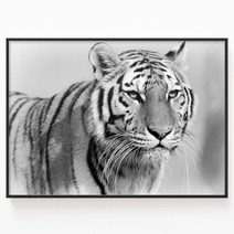 인메이블 성공을 부르는 액운막이 호랑이 그림 20종 백호 백두산 해바라기 호랑이 블랙메탈 액자 거실 인테리어 개업 선물, 49.[I]실버블랙호랑이