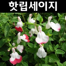 핫립세이지 5치포트 5개/다년생 허브/야생화