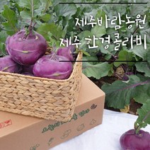 청정지역 제주산 한경 햇 콜라비 제주바람농원, 1박스, 3키로
