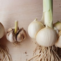 23년 해남 햇 코끼리마늘 3kg / 황토밭에서 자란 토종 왕마늘, 코끼리마늘 (중) 3kg, 1개
