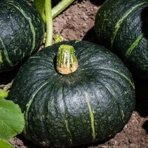 [프레베] 뉴질랜드 단호박 1개(800g 이상), 뉴질랜드 단호박 1개