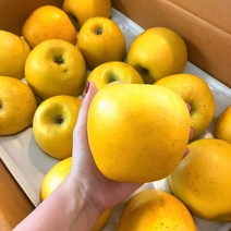 시나노골드 소과 냥냥이네 15과 가정용 3kg 황금사과, 1, 본상품선택