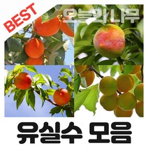 합리적 가격의 유실수나무묘목 종합모음(살구 사과 체리 감나무등등), 01.태추단감 접목 중묘