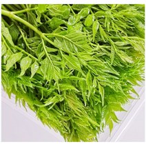 자연산 여름두릅 산지직송 제철나물 향긋 쌉싸름 햇여름두릅1kg, 1개, 1kg