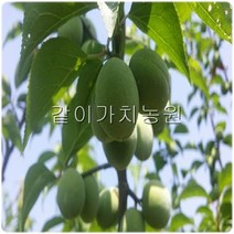 같이가치농원 매실나무 묘목 (왕매실) 접목1년특묘