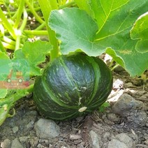 미니밤호박_3kg_제주도_프리미엄과(340-500g)_단호박_밤호박 49E3, 상세페이지 참조