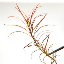 루드위지아 아쿠아타(3촉), 3촉