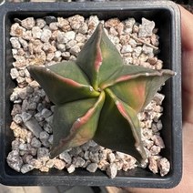 [해와달다육] 난봉옥금 선인장, 1개