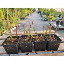 Sarracenia leucophylla x flava 사라세니아 식충식물 희귀식물 베란다월동