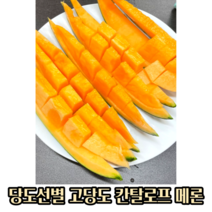 달콤한 고당도 과즙 칸탈로프메론 4~9kg(2~5수) 칸탈로프 국산 멜론 메론 칸탈로프멜론 프리미엄 당도선별 꿀메론 꿀 멜론 꿀멜론 고당도 고당도메론 주황메론 주황색메론 노을메론, 4~5kg(2~3수), 1개