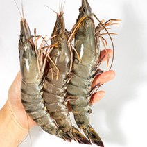 블랙타이거 새우 1.3kg 15미 특대, 블랙 타이거 새우 1.3KG(15미)