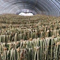 초록한입 국내산 유기농 건무청 말린시래기 100g, 단일옵션