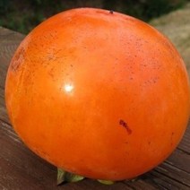 자연농원 둥시감 묘목 (곶감 홍시용감나무), 둥시 중묘