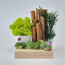 DIY 키트 스칸디아모스 편백나무 습기제거 시나몬 공기정화식물 천연이끼 단체 원예 수업, 완제품