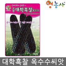 흑 대학찰옥수수 씨앗 80립 대학흑찰 옥수수 종자, 대학흑찰옥수수씨앗, 흑찰옥수수 100립