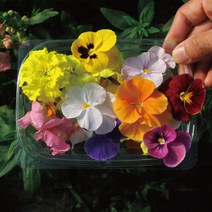 가성비 좋은 데코용식용꽃 중 싸게 구매할 수 있는 판매순위 1위