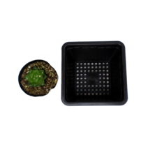 골드씨드 다육이 전용 사각포트 플라스틱사각포트 정사각포트 다육이 분갈이 포트 다육전용 사각포트 다육분갈이포트 10cm