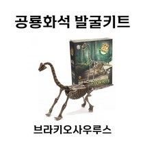 공룡화석 발굴키트 브라키오사우루스