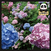 (나무판다) 엔들레스썸머 수국 나무 묘목 14종 시리즈, 13.오리지널(핑크) C2 화분
