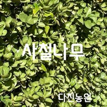 [다진농원] 사철나무 1m20cm 이상