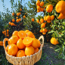 (10월4일 첫출고)제주 서귀포 감귤 극조생 노지감귤 중대과 로얄과 3kg 5kg 10kg 산지직송, (10월4일 첫출하)중대과 (5kg), 1개