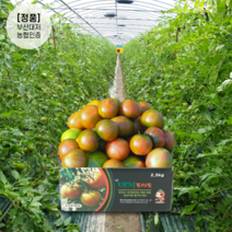 [2023산지직송] 고당도 부산 대저 짭짤이 토마토 대저토마토 농협인증 2.5kg 로얄과 S~2S M L, 2. 대저 토마토, [프리미엄] 대저 토마토 2.5kg(L)