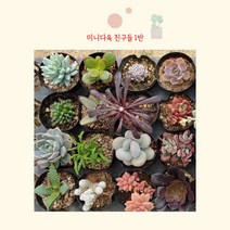 골드씨드 미니다육랜덤 소량 세트 진짜 농장직영으로 거품을 쏙 뺸 구성