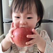 영주사과 꿀사과 부사 특가판매 5kg 10kg 얼음골사과 못난이사과 선물용 가정용, [선물용] 5KG 13-14과