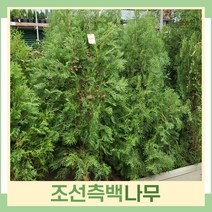 측백나무 묘목 조선측백 1.2m(분) 2개