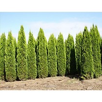 에메랄드그린 20cm포트~100cm(분) 트리팜원예종묘, 키20cm포트