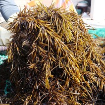 [푸르젠] 완도 당일조업 싱싱한 생톳, 1개, 4kg