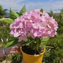 해찬농원 정원수 가드닝 유럽 원예수국 나무 묘목 엔들레스 썸머 오리지널 20cm 포트, 엔들레스 썸머 오리지널/향수국 랜덤 15cm, 1개